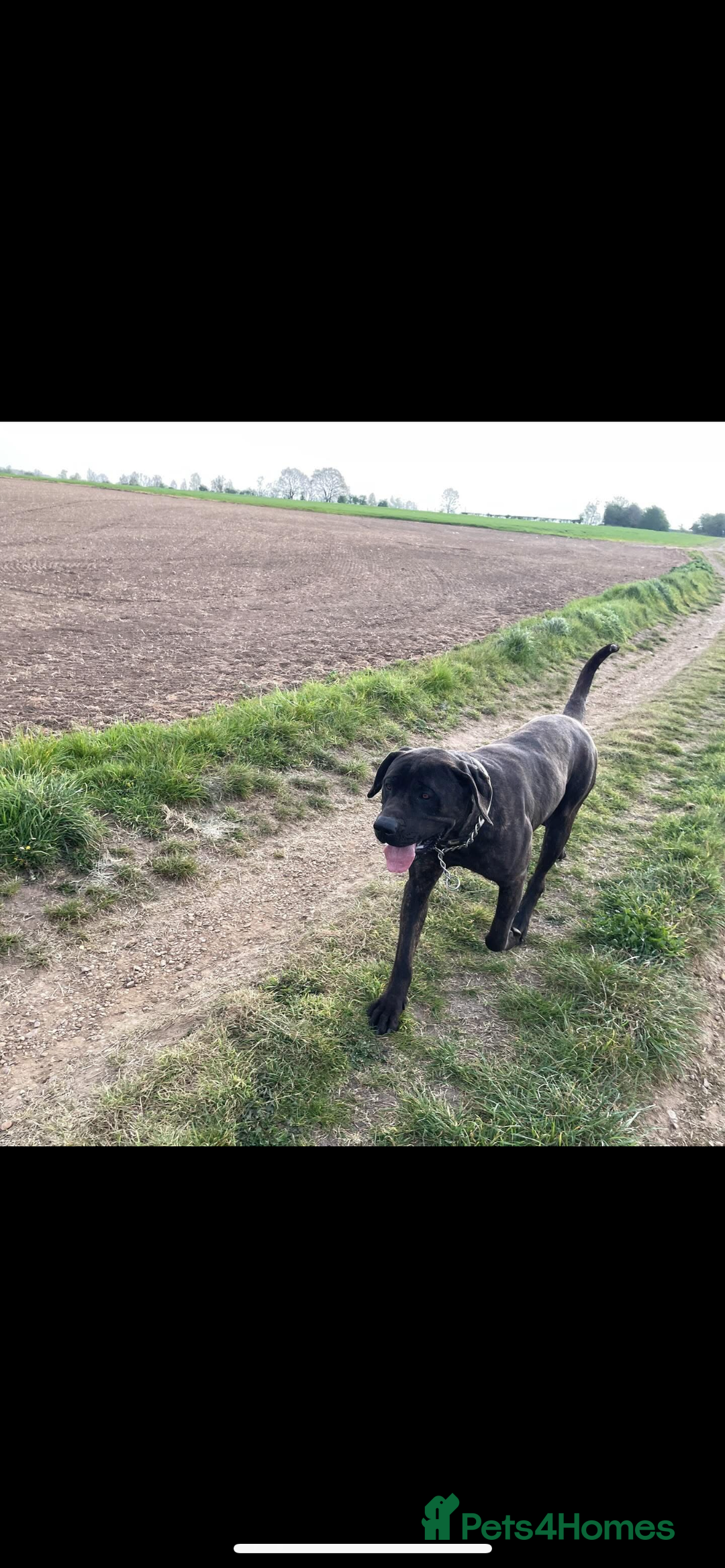 Presa Canario dogs for sale: Presa canario 4 years old  - Image 3