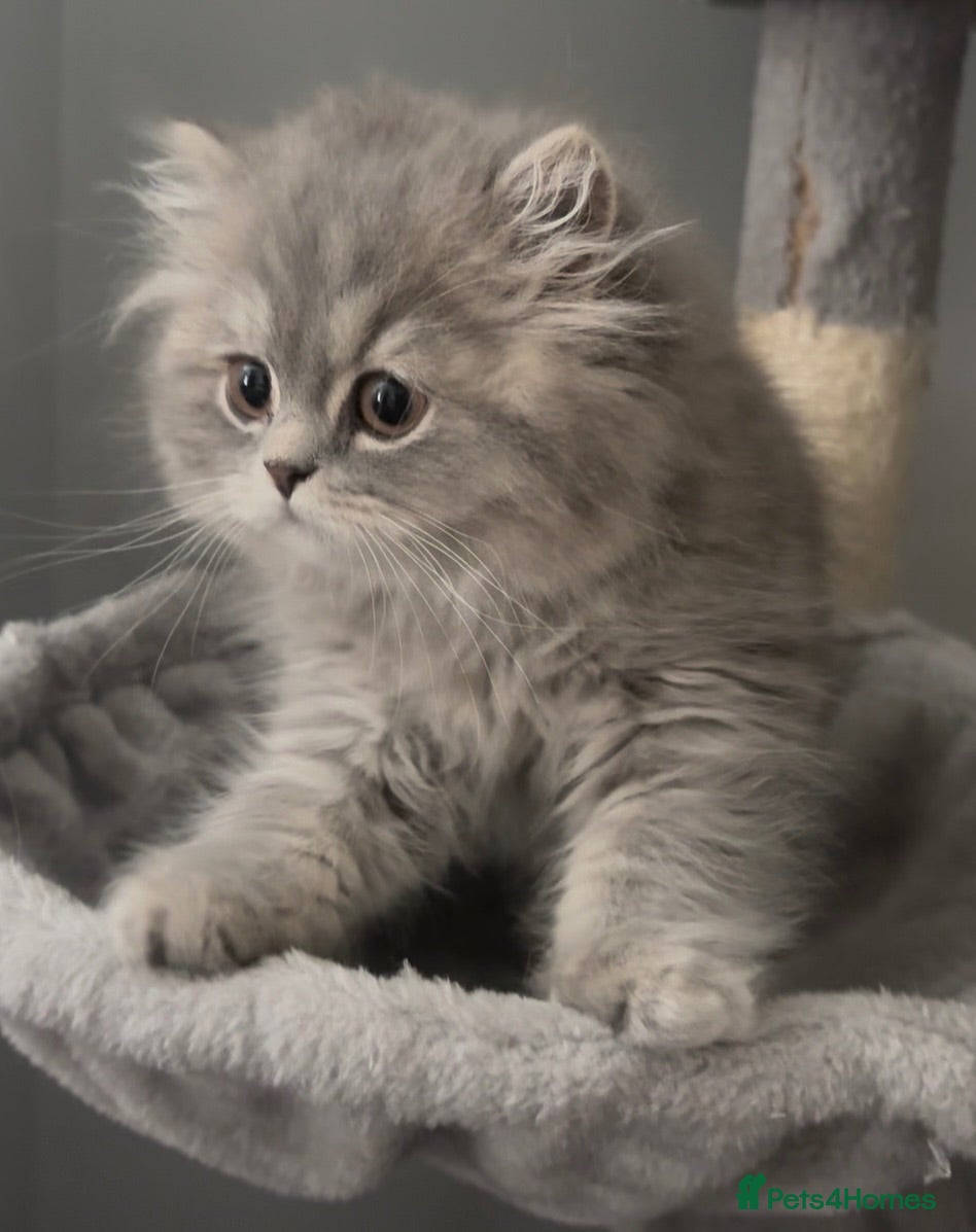 British Shorthair cats Beautiful bsh kittens looking for forever homes  - Advert 3
