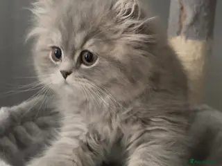 British Shorthair cats Beautiful bsh kittens looking for forever homes - Advert 16