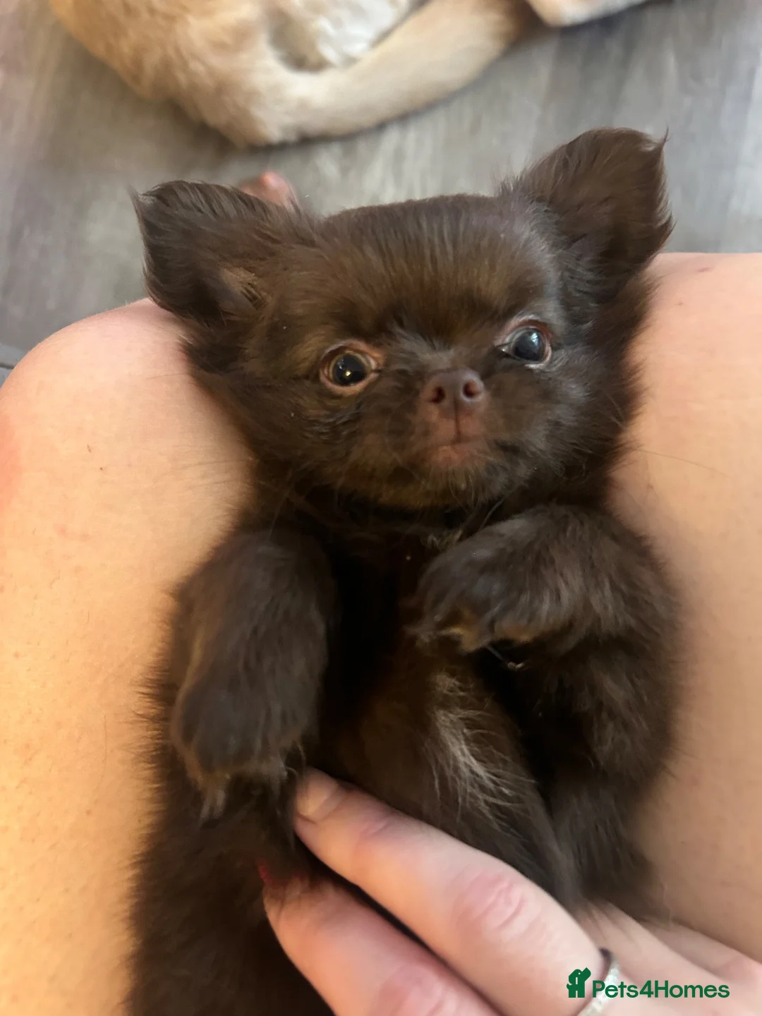 Chihuahua dogs for sale: READY NOW - Long coat chihuahua puppies - Advert 1