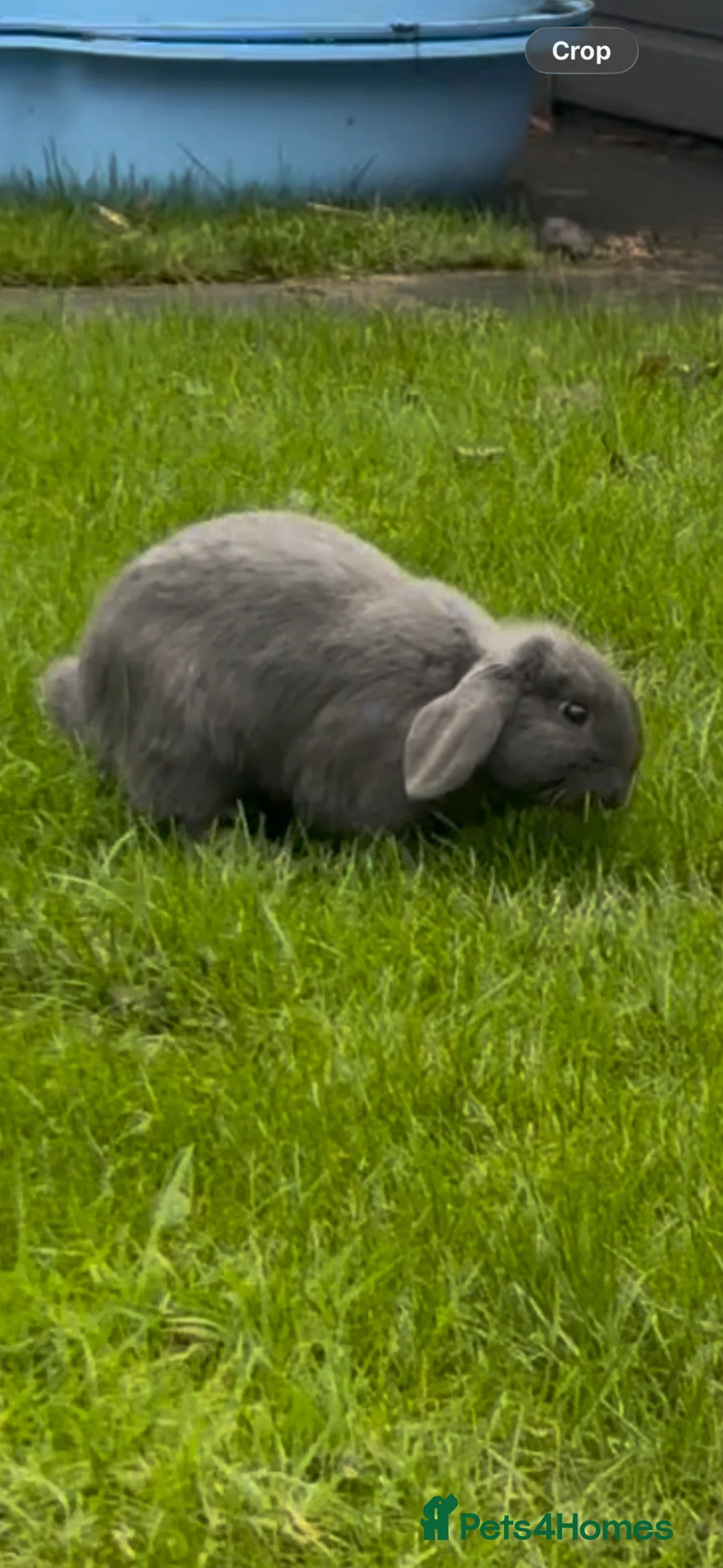 Mini Lop rabbits for sale: Mini Lops Females (18 Weeks) in Barnsley - Advert 2