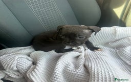 Mixed Breed dogs for sale: Staff x cane corso puppies - Image 36