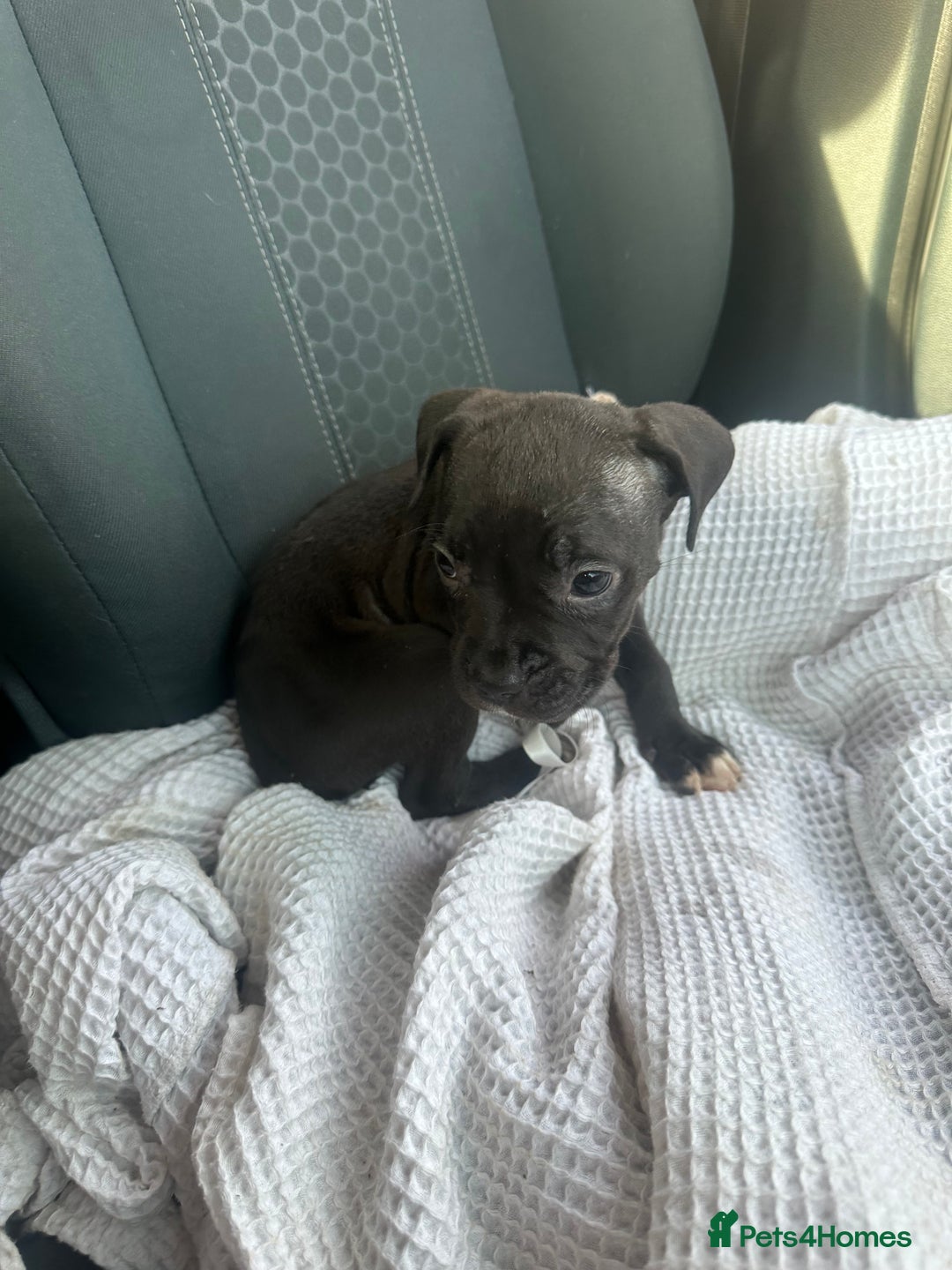 Mixed Breed dogs for sale: Staff x cane corso puppies - Image 36