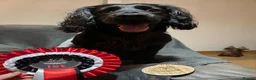 Cocker Spaniel dogs for sale: Stunning KC Reg Working Cocker spaniels 5* Homes - Advert 14