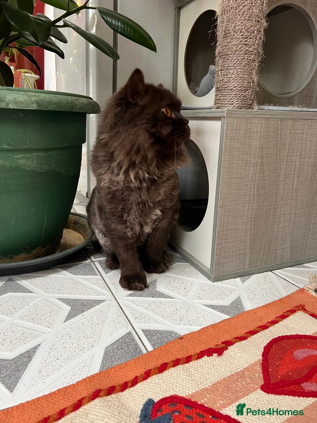 British Longhair cats for sale: The Cutest Playful Cats - Advert 8