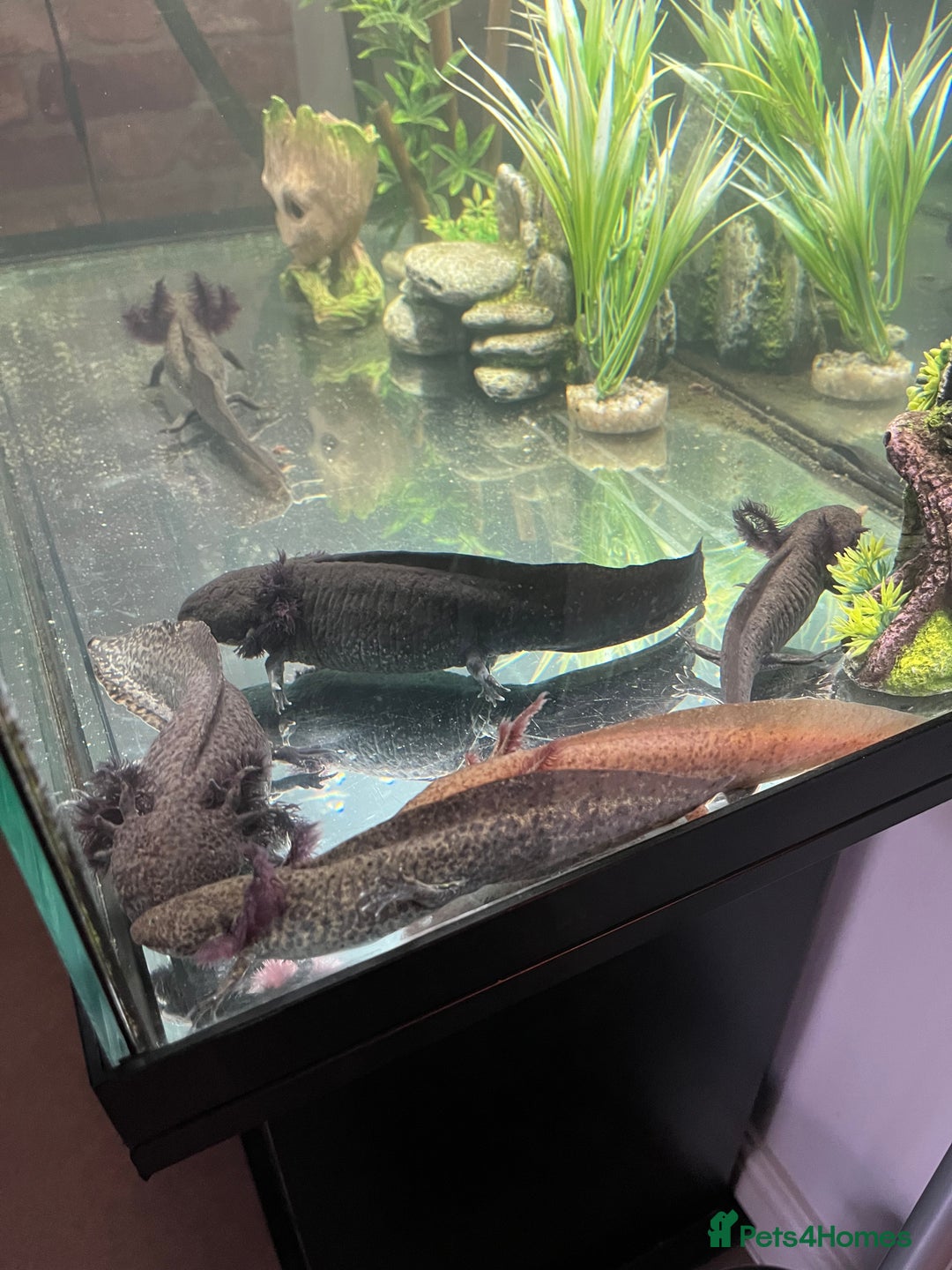 Axolotl reptiles for sale: Axolotls - Image 3
