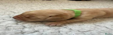 Labrador Retriever Puppy 3