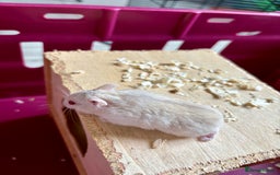 Hamster rodents for sale: Female winter white dwarf hamsters - Image 7