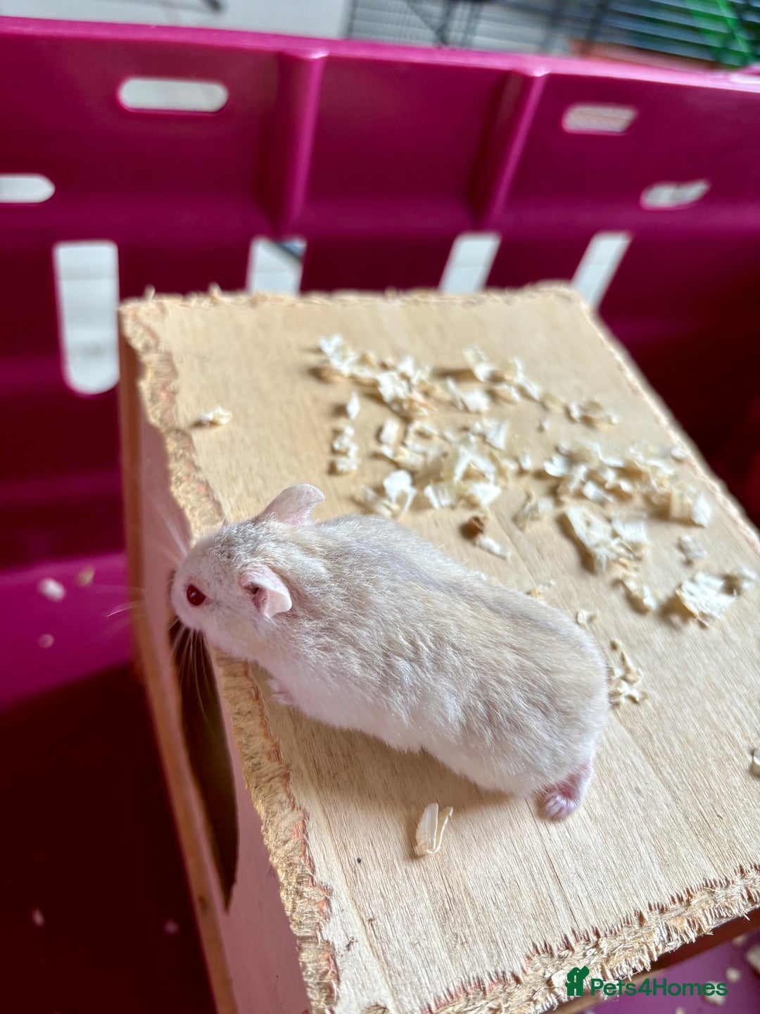 Hamster rodents for sale: Female winter white dwarf hamsters - Image 7