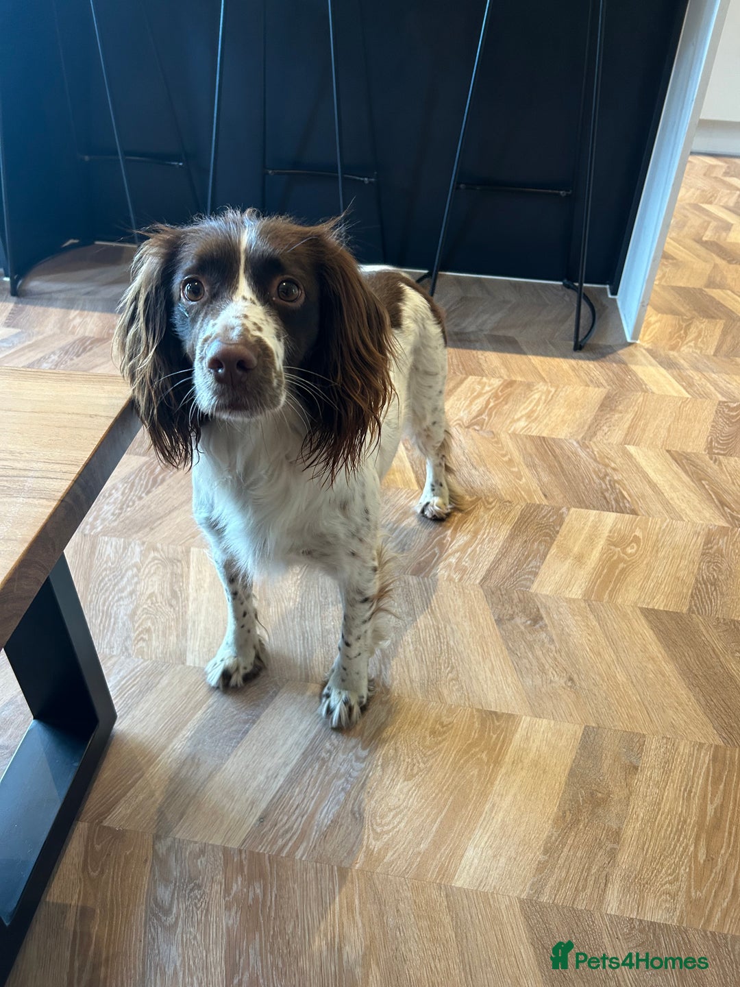 Sprocker dogs for sale: ** F1B SPROCKERS ** - Advert 2