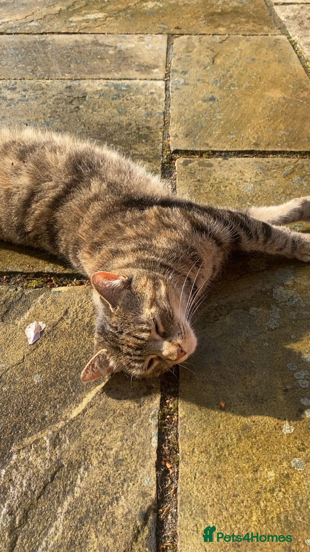 Mixed Breed cats for sale: Mixed tabby/bengal - looking for countryside home - Advert 5