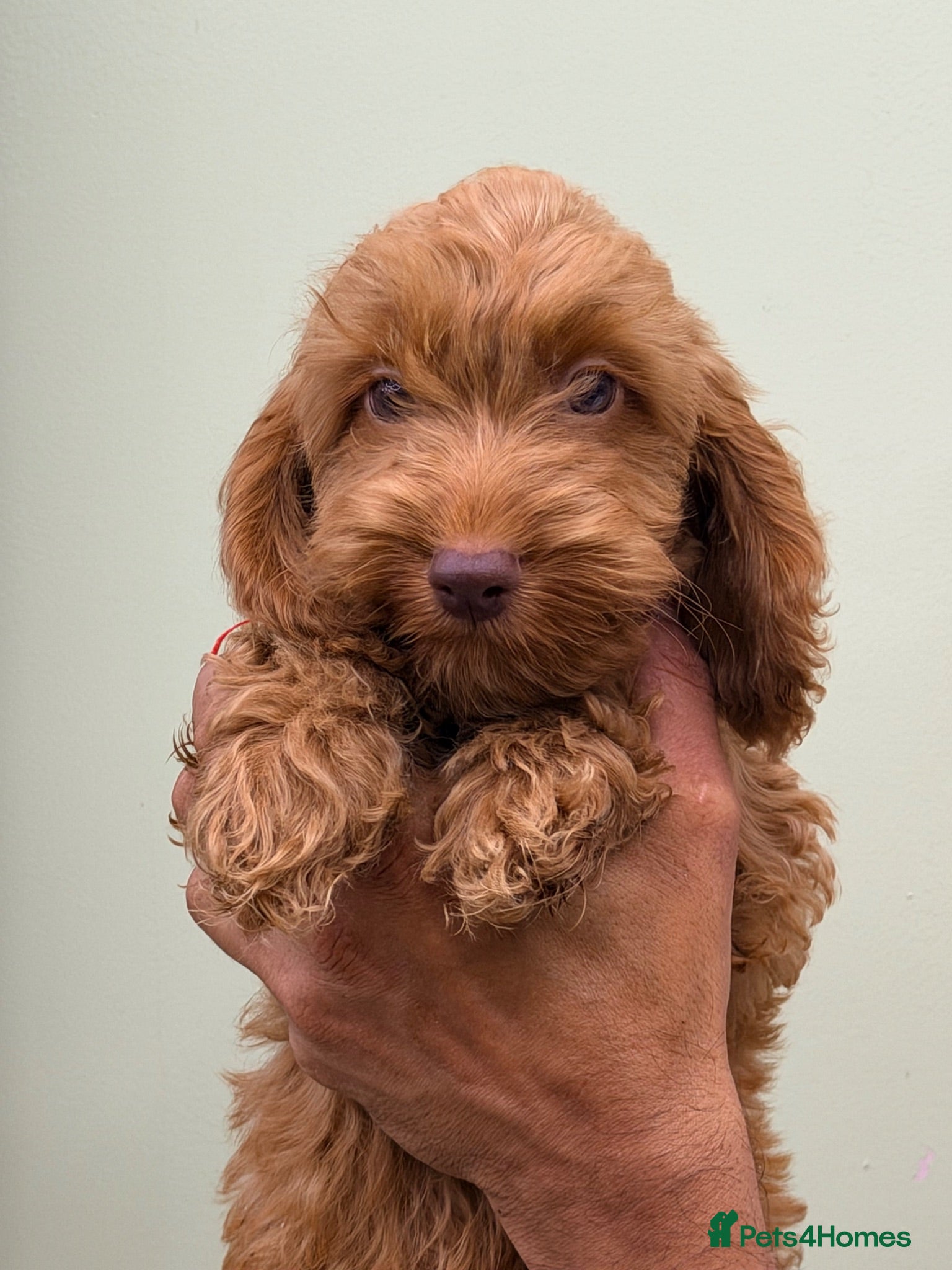 Cockapoo dogs F1 Toy Size Beautiful Pups PRA and DNA Tested - Advert 2