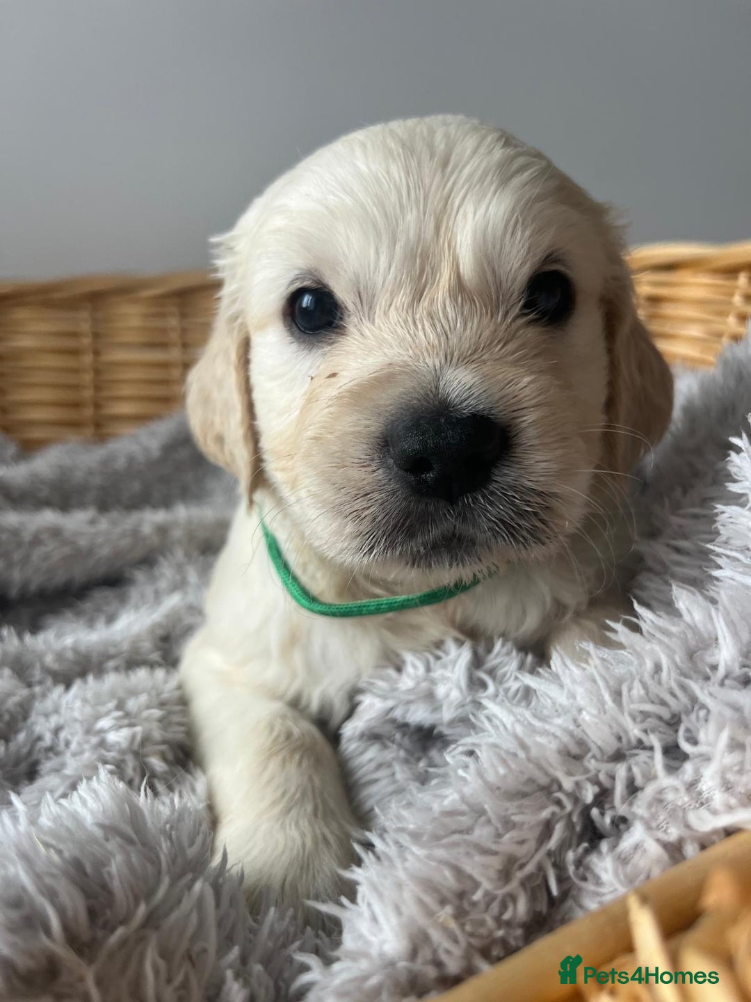 Golden Retriever dogs for sale: PURE breed, KC reg parents, gorgeous goldens - Image 4