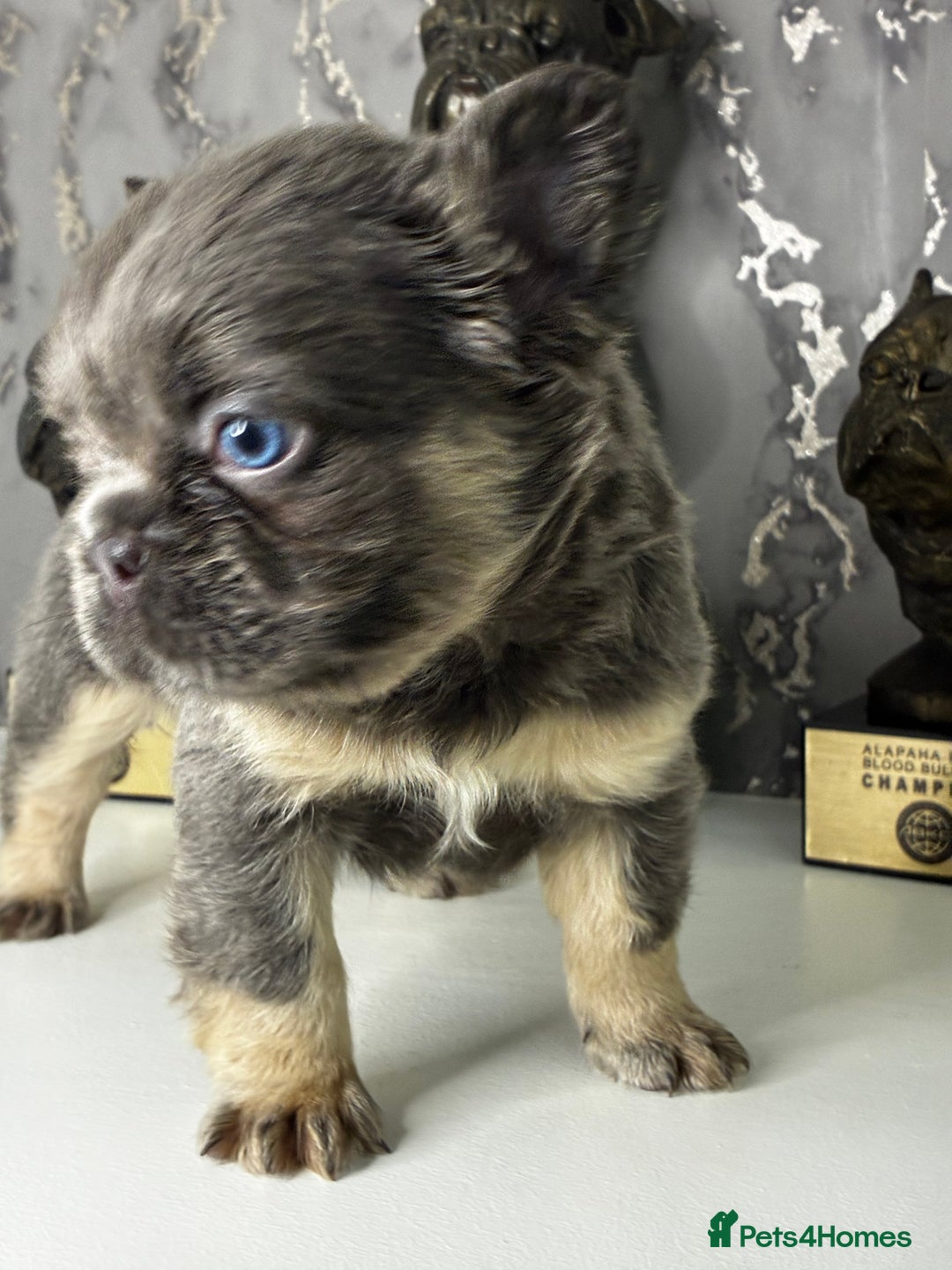 French Bulldog dogs for sale: Fluffy French Bulldogs Visual pink to make you 😉  - Advert 6