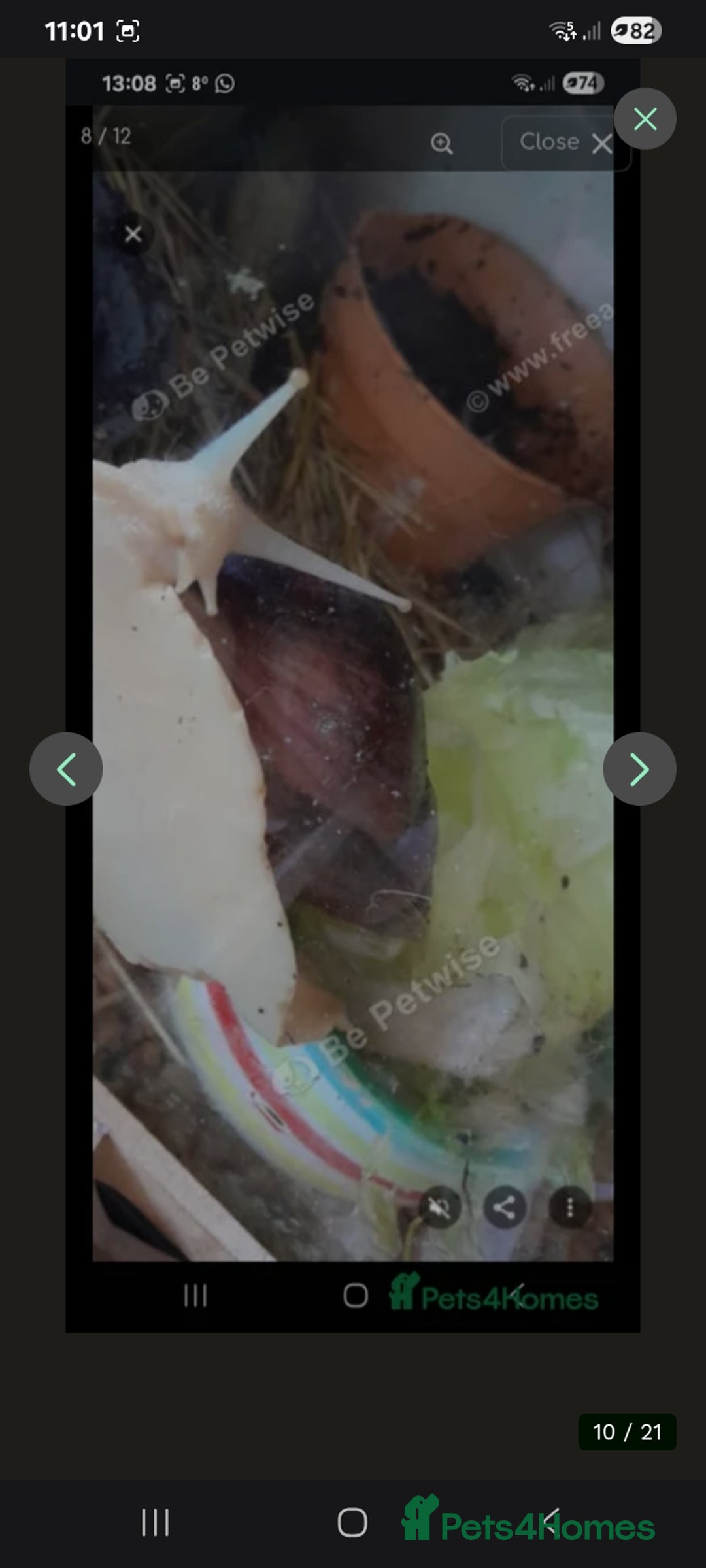 Snails invertebrates for sale: Baby giant African land snails Fulica  - Advert 15