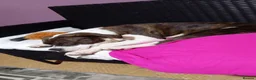 American Bulldog dogs for sale: Pocket bully in Haverfordwest - Advert 2