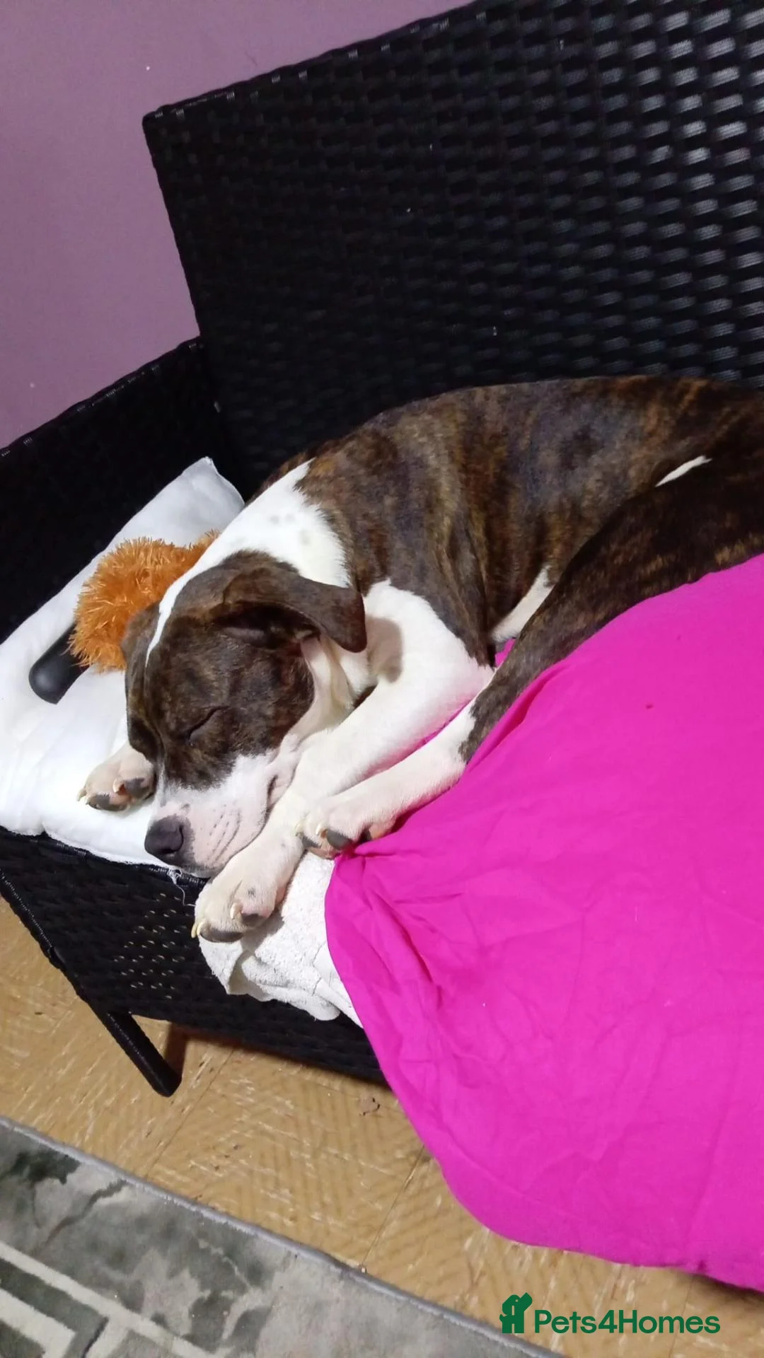 American Bulldog dogs for sale: Pocket bully in Haverfordwest - Advert 2