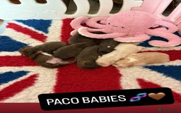 French Bulldog dogs for stud: VISUAL FLUFFY NEWSHADE ROJO TAN PINK CARRIER STUD in Nottingham - Image 8