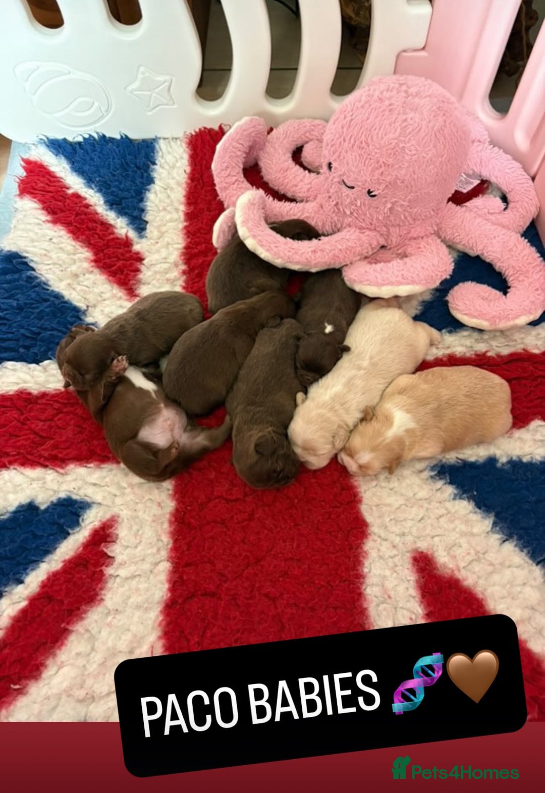 French Bulldog dogs for stud: VISUAL FLUFFY NEWSHADE ROJO TAN PINK CARRIER STUD in Nottingham - Image 8