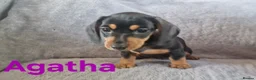 Miniature Dachshund dogs for sale: Stunning smooth haired miniature dacshund - Advert 17