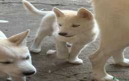 Siberian Husky dogs for sale: Siberian puppy  - Image 5