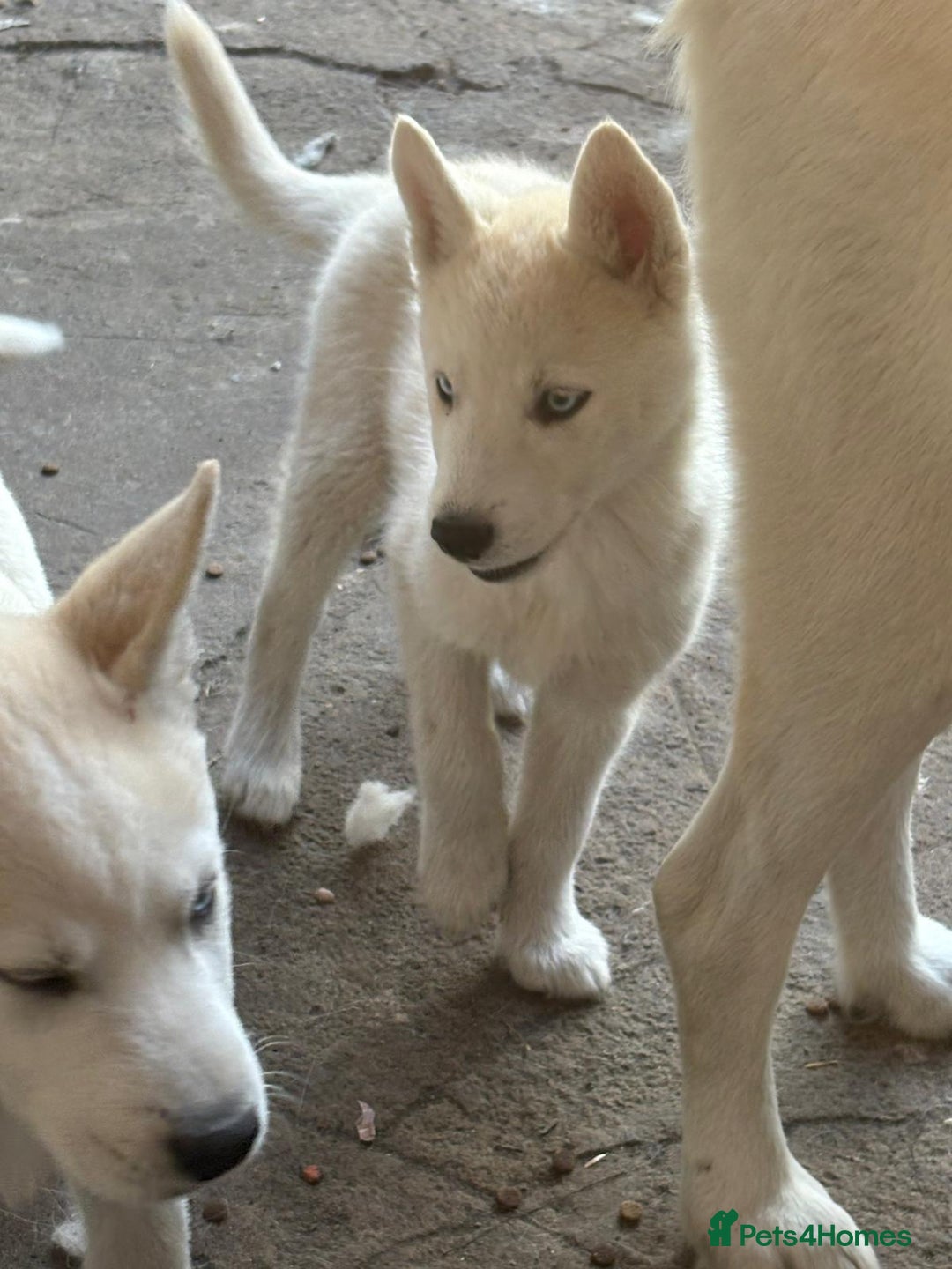 Siberian Husky dogs for sale: Siberian puppy  - Image 5