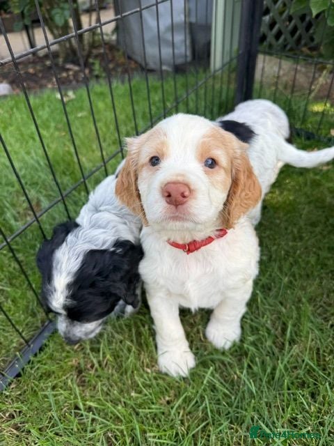 Cocker Spaniel dogs 8 Beautiful Working Cocker Spaniel Puppies  - Advert 2