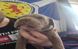 Mastiff dogs for sale: Mastiff Hybrids  - Image 17