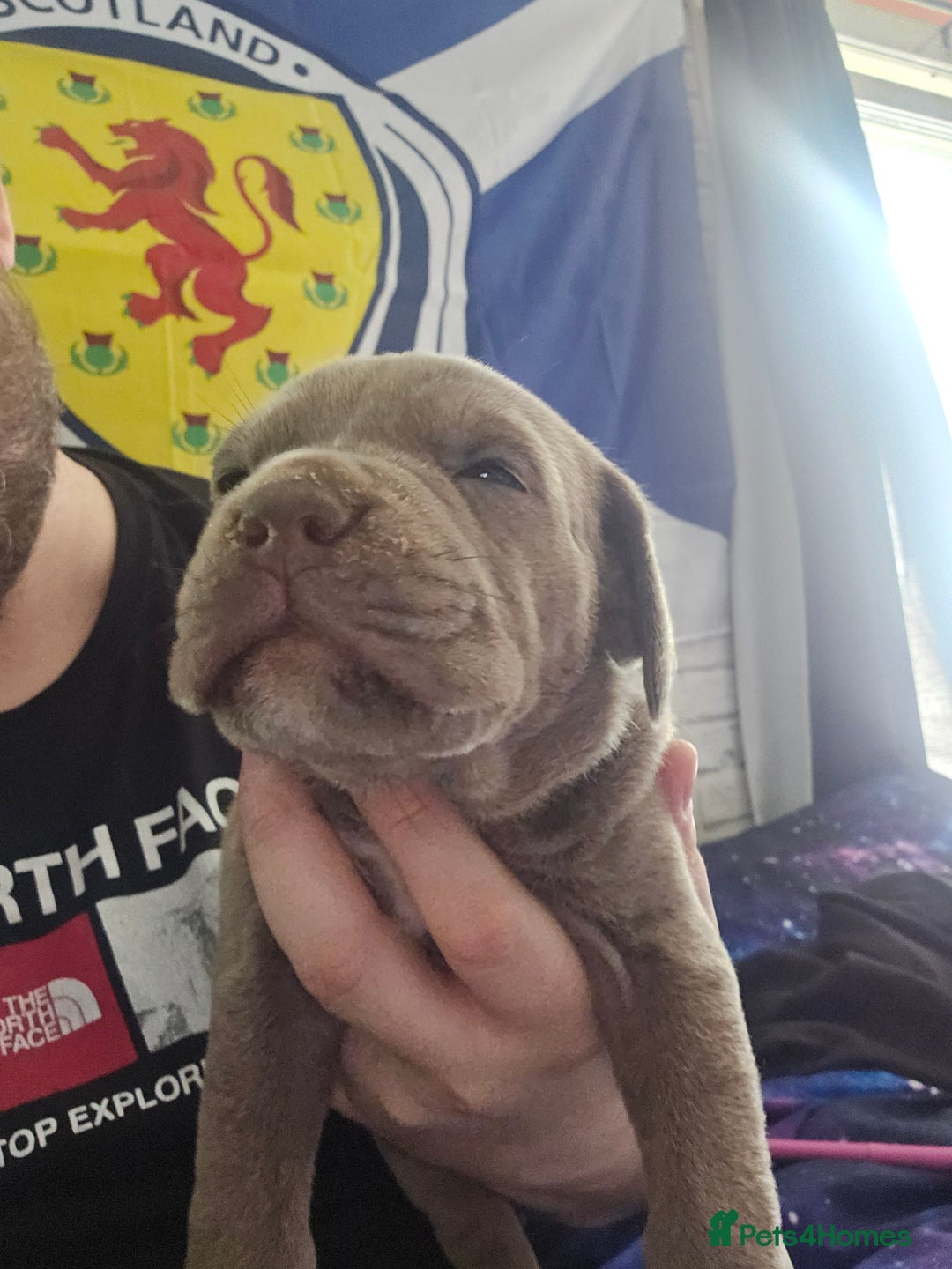 Mastiff dogs for sale: Mastiff Hybrids  - Image 17