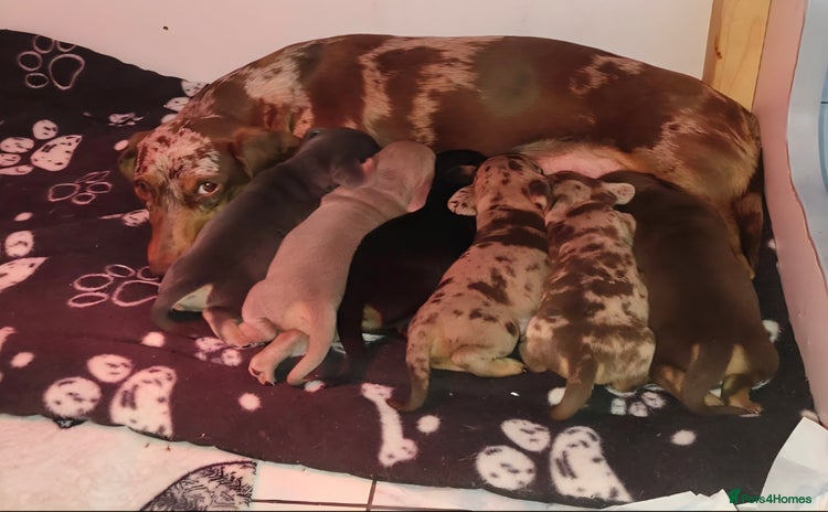 Miniature Dachshund dogs - Advert 1