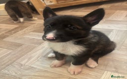 German Shepherd dogs for sale: Czech Shepherd x Akita PUPPIES!!  - Image 7