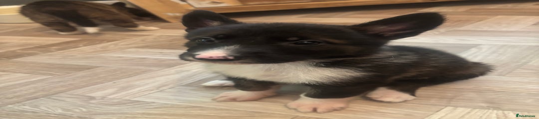 Jet