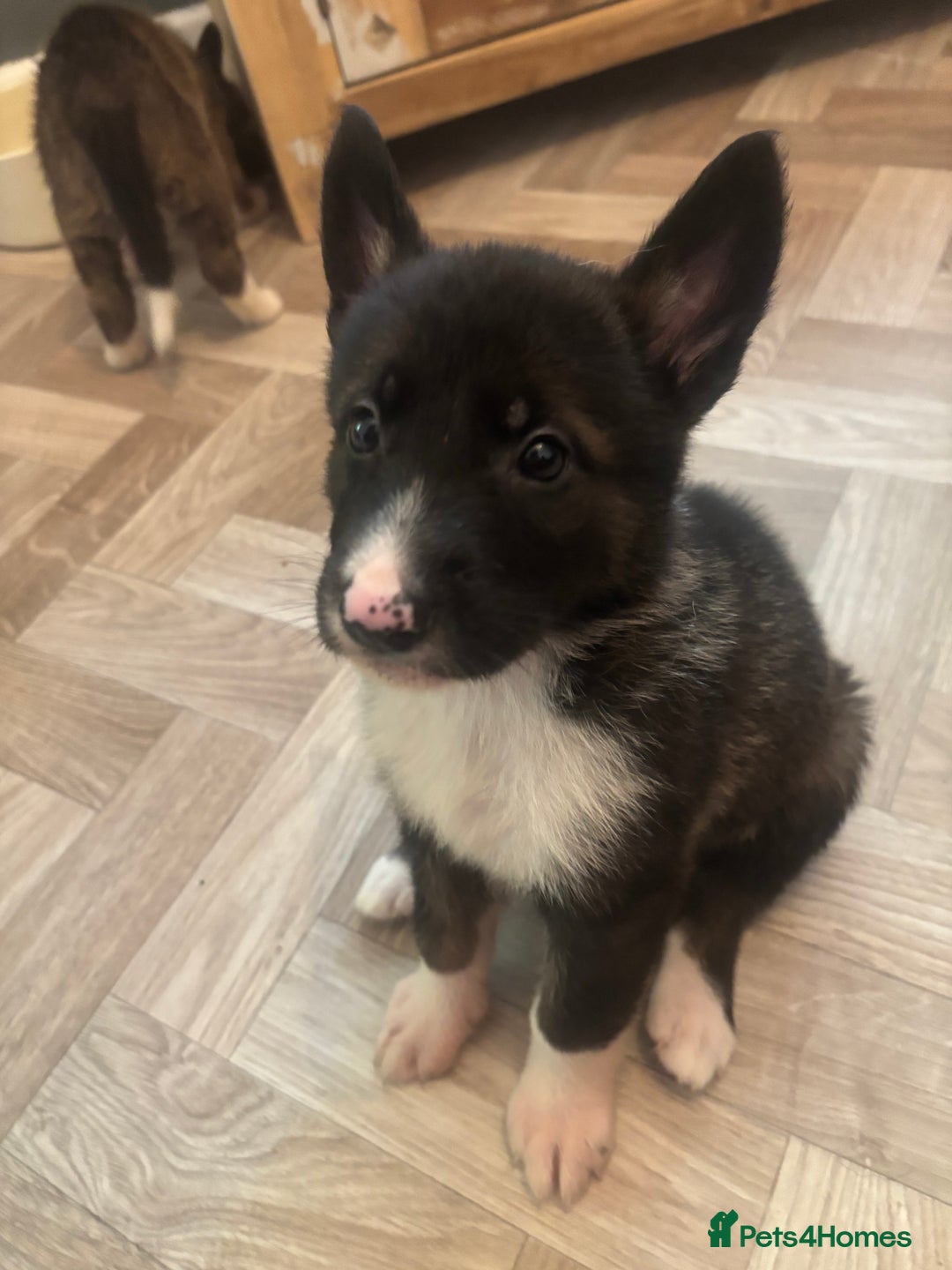 German Shepherd dogs for sale: Czech Shepherd x Akita PUPPIES!!  - Image 7