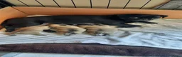 Pug dogs for sale: Pug puppies for sale  in Thornton-Cleveleys - Advert 9