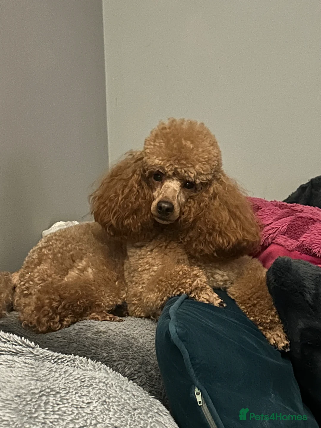 Miniature Poodle dogs for sale: Beautiful red miniature poodle  - Advert 5