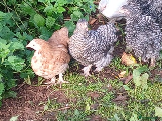 Chickens poultry - Advert 4