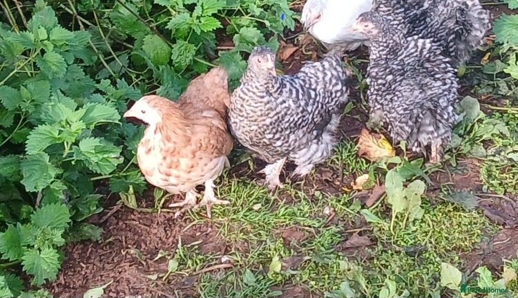 Chickens poultry - Advert 2