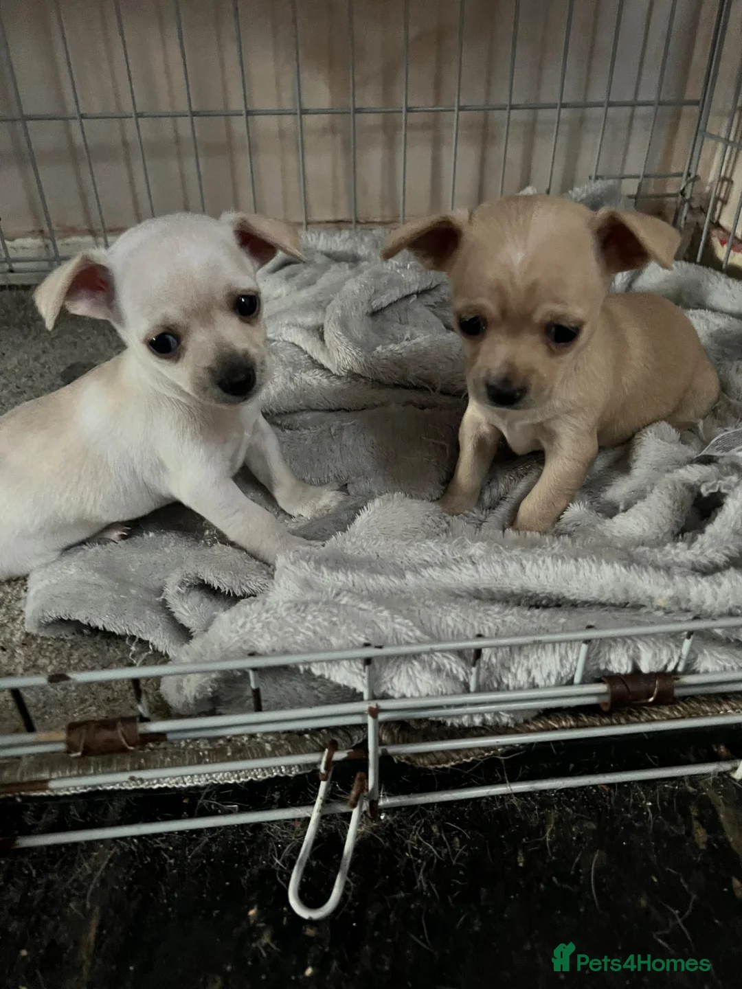 Chihuahua dogs for sale: Stunning cutie chihuahua  - Advert 1
