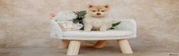 Pomsky dogs for sale: F4 Pomsky Puppies - 2 blue eyed girls left  - Advert 7