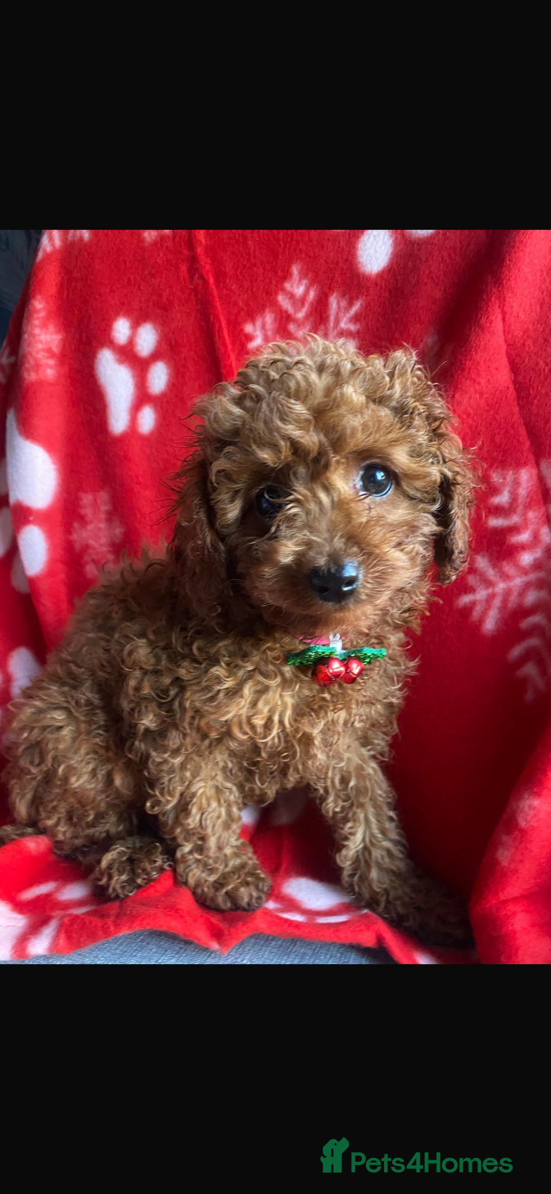 Cavapoo dogs for sale: Cavapoo girl puppies ready now.  - Advert 5