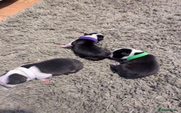 Boston Terrier dogs for sale: KC bostonTerrier puppies  - Image 2