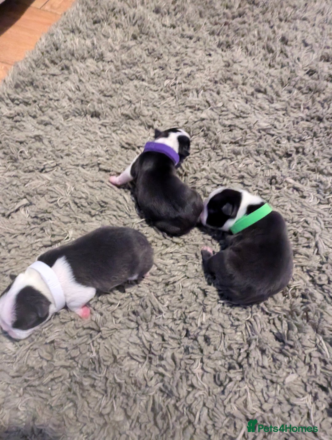 Boston Terrier dogs for sale: KC bostonTerrier puppies  - Image 2
