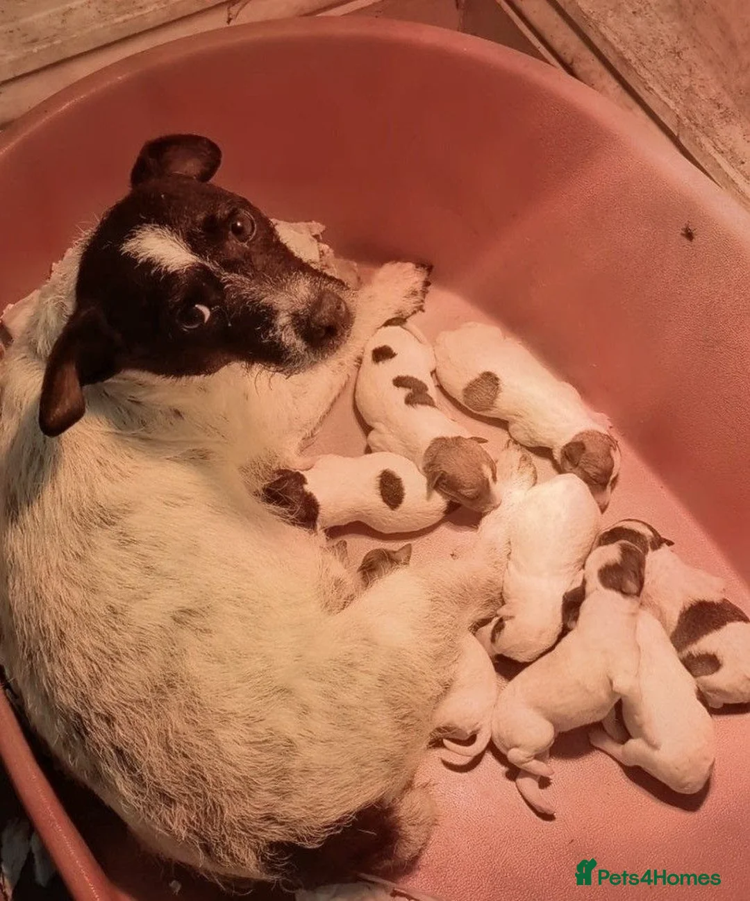Jack Russell dogs for sale: Small strain Jack Russel pups - Advert 2