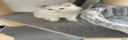 Ragdoll cats for sale: Family raised GCCF ragdoll kittens  - Advert 4