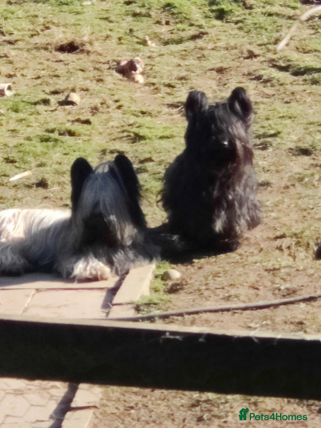 Skye Terrier dogs for sale: Skye terrier girl - Advert 1