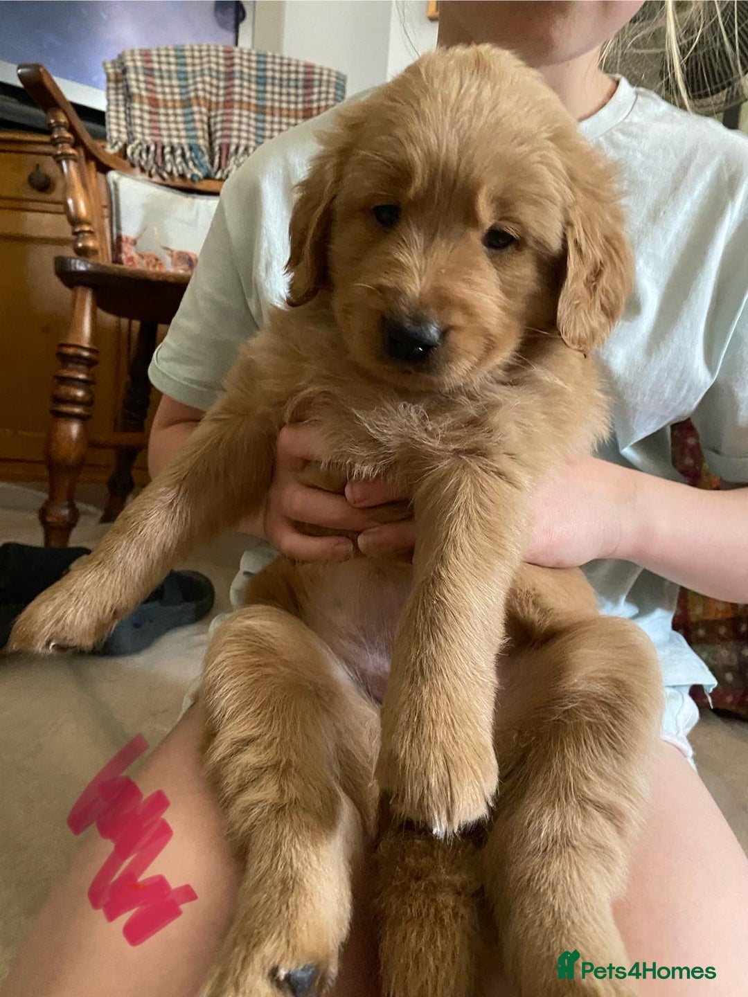 Goldendoodle dogs for sale: Golden doodle puppies ready 12th September  - Image 5