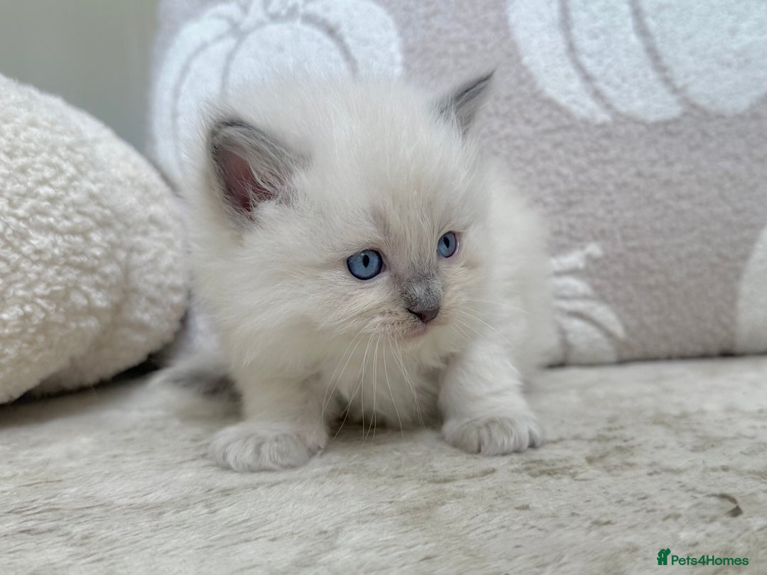 Ragdoll cats for sale: Blue Point Ragdoll Kittens! - Image 7