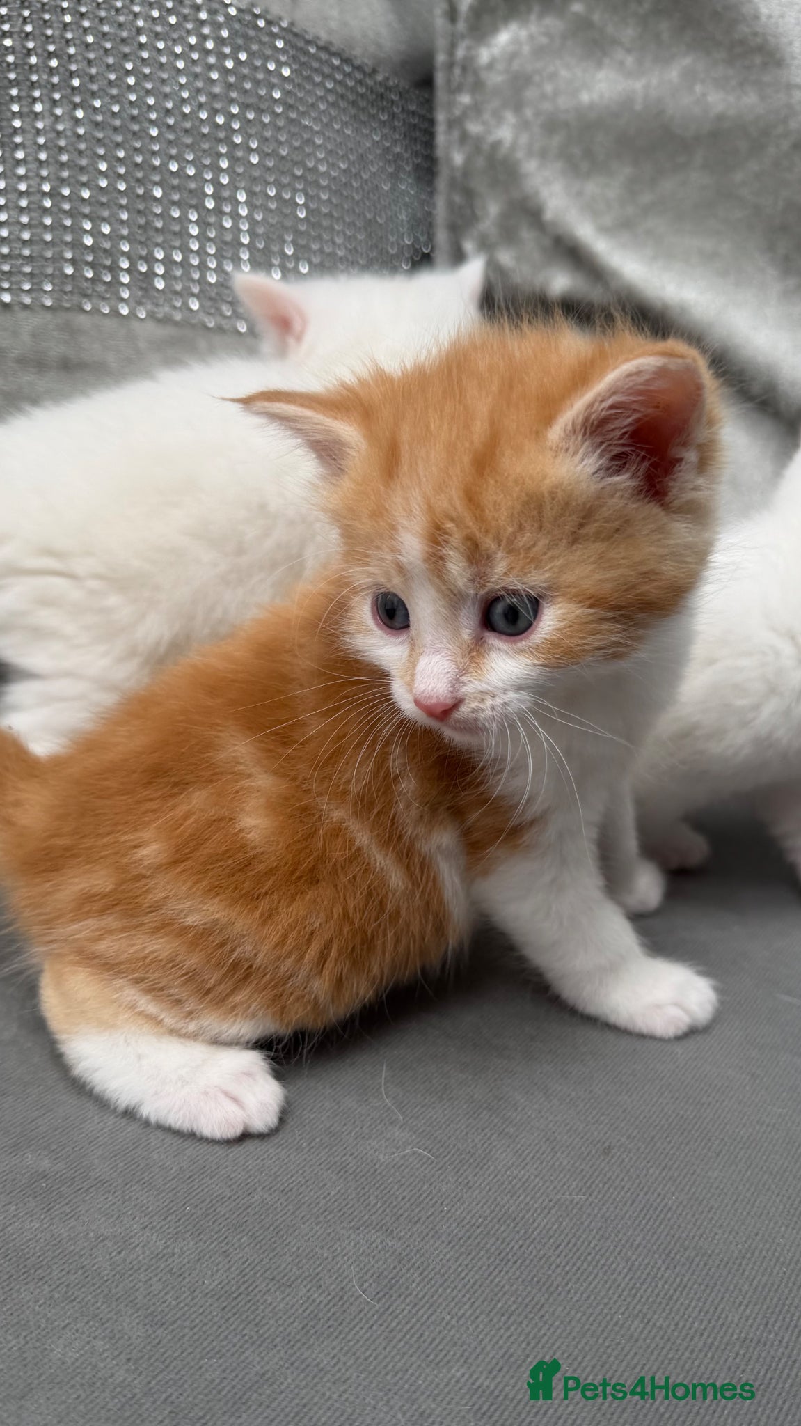 Mixed Breed cats for sale: Stunning and very playfull kittens - Advert 14