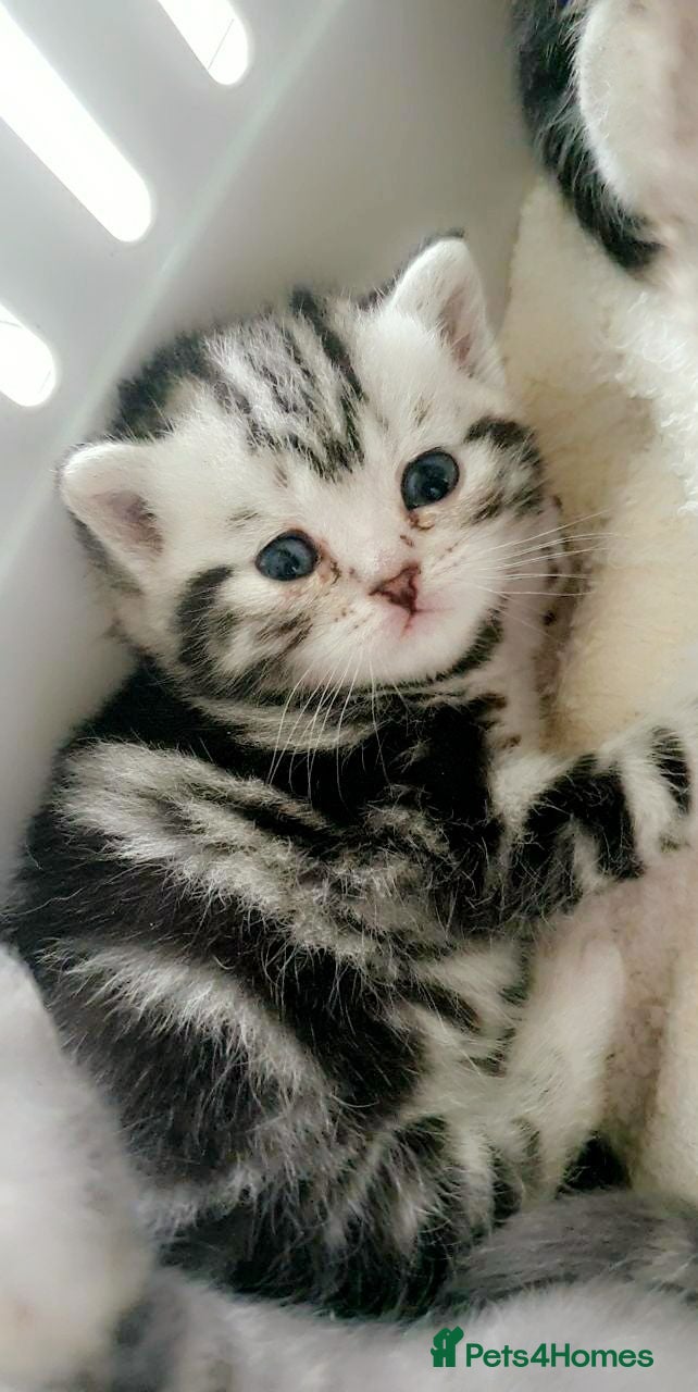 British Shorthair cats Beautiful Britishshorthair kittens  - Advert 1
