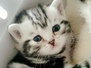 British Shorthair cats Beautiful Britishshorthair kittens - Advert 1